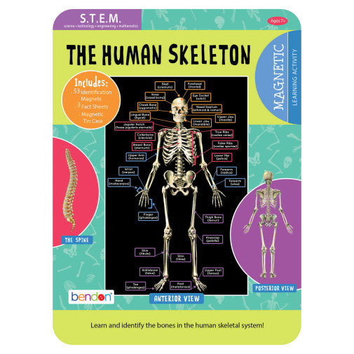 HUMAN SKELETON ED MAGNETIC TIN